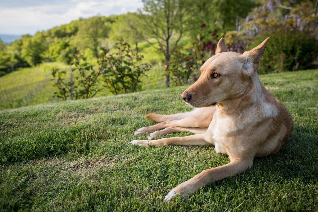 Le Cetinelle Guest House Greve in Chianti Ngoại thất bức ảnh